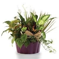 "Plants-a-plenty" gift for sale from Ingallina's