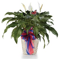 Classic Peace Lily available at Ingallina's online gift shop