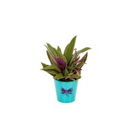 "Smiles all around" plant for sale from Ingallina's online gift shop